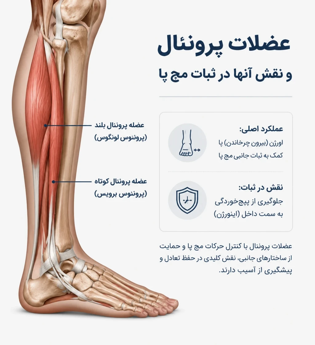 بررسی نقش عضلات پرونئال در ثبات مچ پا | تحلیل عملکرد عضلات خارجی مچ پا