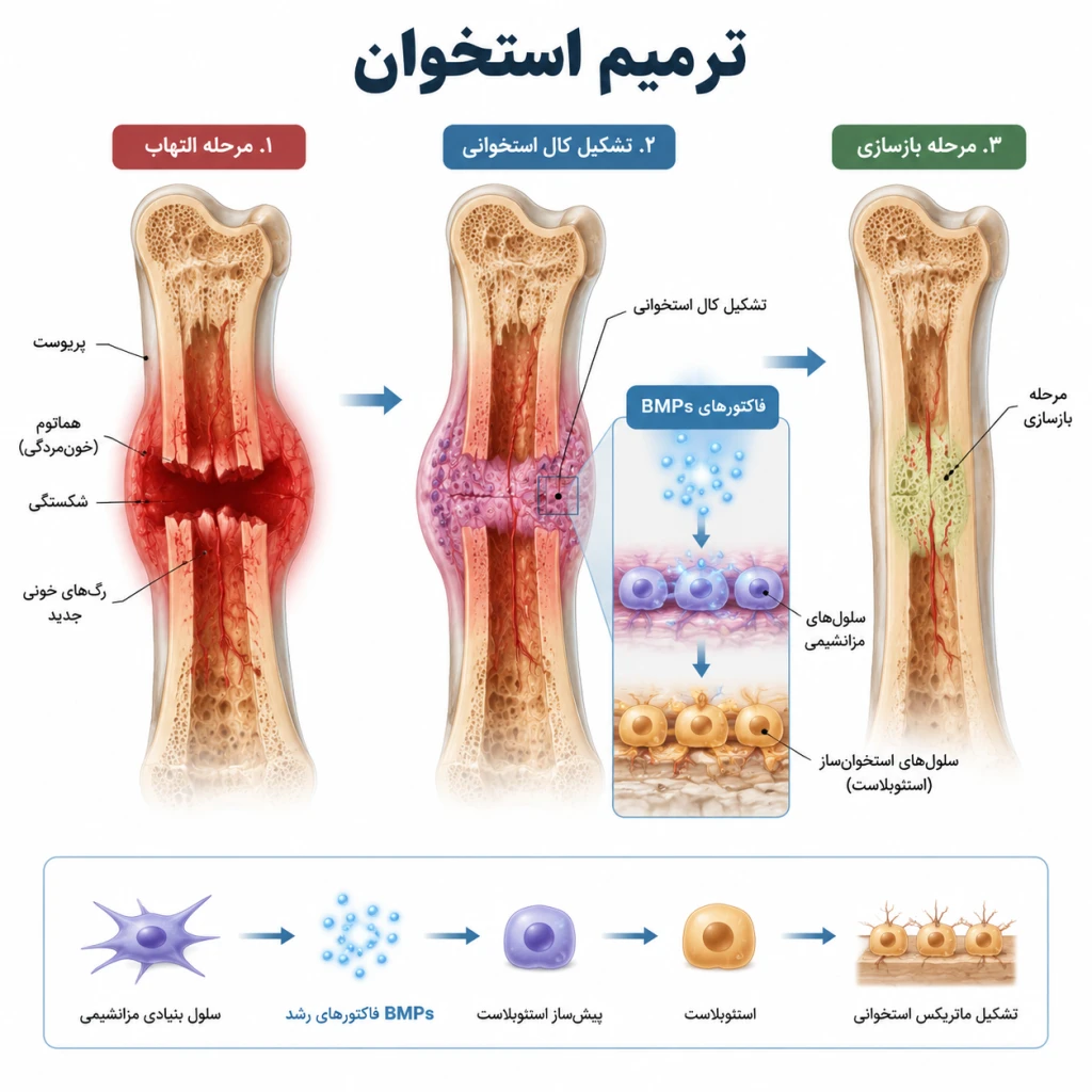 نقش فاکتورهای رشد (BMPs) در ترمیم استخوان | بررسی روند بازسازی و جوش‌خوردگی استخوان