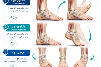 تمرینات برای افزایش دامنه حرکتی مچ پا | راهکارهای علمی برای بهبود حرکت و کاهش درد