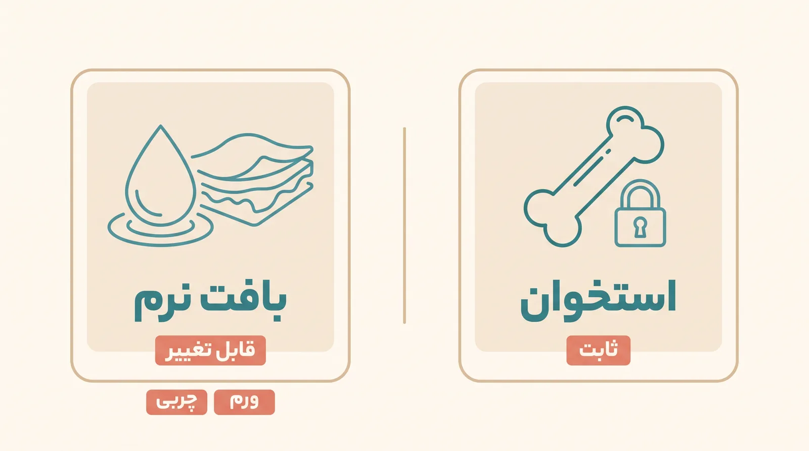 اینفوگرافیک مقایسهی استخوان و بافت نرم در پا؛ استخوان بالغ ثابت میماند و چربی و ورم قابل تغییرند